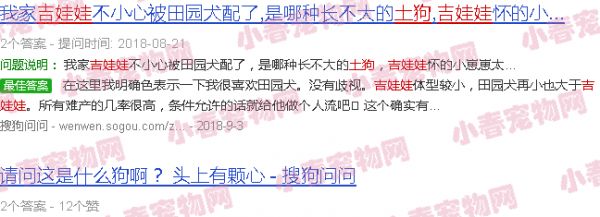 吉娃娃跟土狗的后代