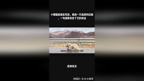 小姐姐西藏自驾游，偶遇一只流浪狗拦路，一句话却改变了它的命运