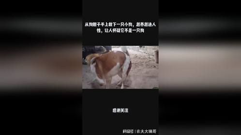 从狗贩子手上救下一只小狗，越养越通人性，让人怀疑它不是一只狗