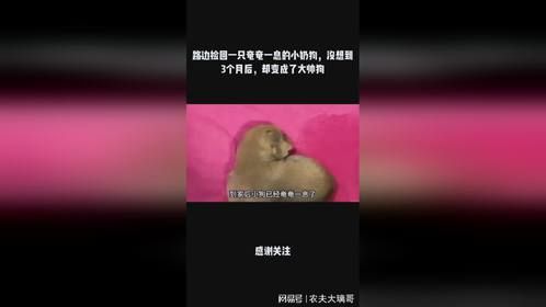 路边捡回一只奄奄一息的小奶狗，没想到3个月后，却变成了大帅狗