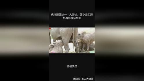 疣猪蓬蓬妹一个人带娃，蓬小宝们还想着继续装酷呢
