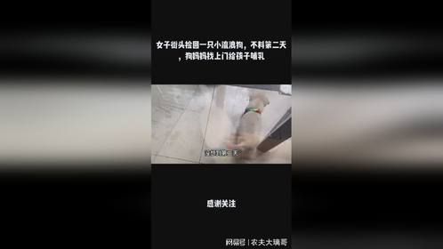 女子街头捡回一只小流浪狗，不料第二天，狗妈妈找上门给孩子哺乳