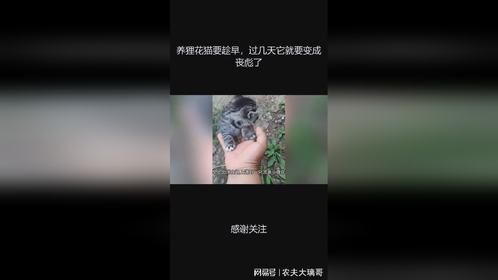 养狸花猫要趁早，过几天它就要变成丧彪了