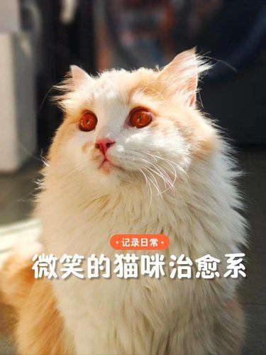 猫咪微笑超治愈～