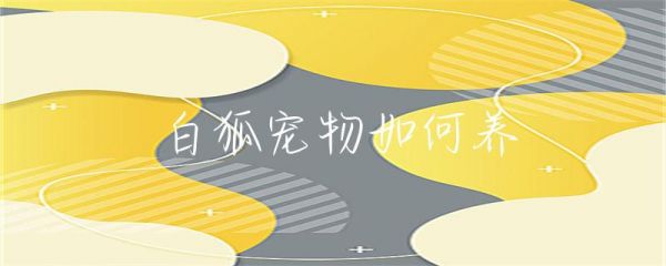 白狐宠物如何养-第1张图片-彗行畜牧