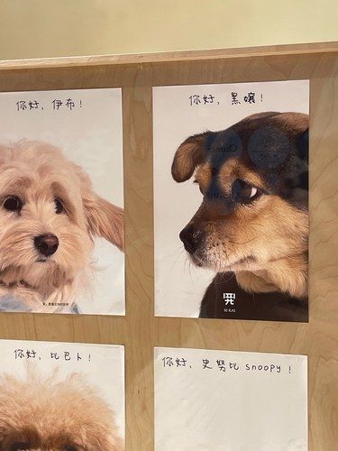 开门接待猫狗新朋友