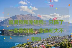 流浪狗和宠物狗：只隔了一条牵引绳，命运却大不相同