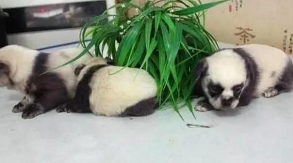 网友街上救助流浪狗妈妈，回家之后发现狗宝宝与其他狗狗与众不同