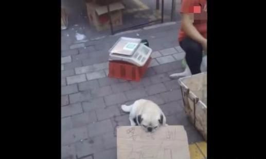 流浪狗只能捡垃圾吃，卖水果阿姨心疼收养，狗狗这样回报主人！