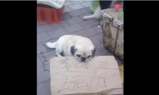 流浪狗只能捡垃圾吃，卖水果阿姨心疼收养，狗狗这样回报主人！