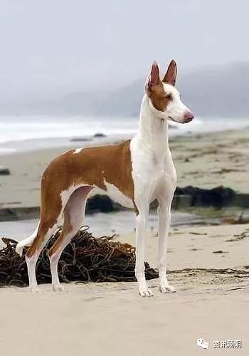 法老王猎犬，宠物贵族，价格不菲！