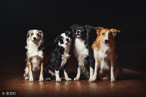 揭秘金贵犬:品种狗中的贵族,宠物界的明星!