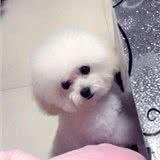 自己在家给泰迪和比熊做造型可行吗?熟能生巧,练练就会了