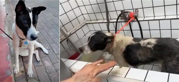 狗狗偷跑出去玩泥巴,生怕被主人发现,自己去宠物店洗了个澡