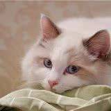 捡到一只布偶猫,主人来要时,我没给