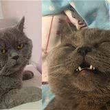 蓝猫一夜至少与五只母猫交配,啪到虚脱,最后被紧急送往医院输液