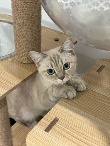 小猫的快乐生活