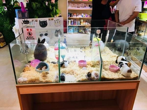 附近仓鼠宠物店万州（重庆仓鼠宠物店）
