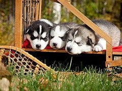 本地出售纯种古代牧羊犬 白头黑背 可上门挑选