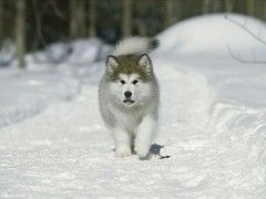 本地出售纯种边境牧羊犬 七百三通到位 可上门挑选