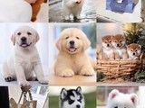 纯种斗牛犬出售 健康、纯种、签订协议 全国发货