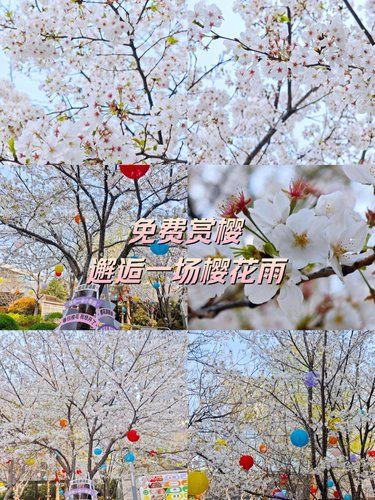 免费赏樱｜邂逅一场樱花雨