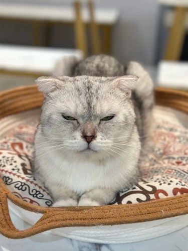 LuLuLuLuLu…猫儿