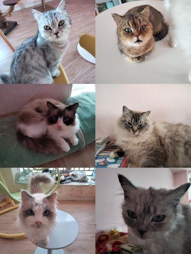 小猫室内悠闲时光