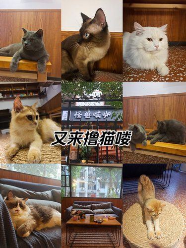 吸猫吸猫!