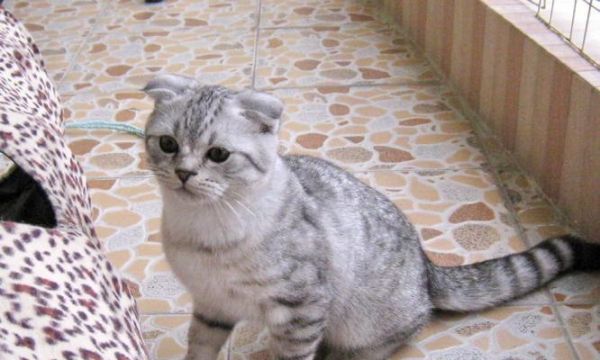如何判断猫咪的折耳与立耳（宠物主人必读）