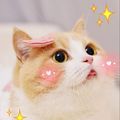 https://p1.meituan.net/userheadpicbackend/ff4f5547698c033f9b5cdd2cb11dd283578487.jpg%40120w_120h_1e_1c_1l%7Cwatermark%3D0
