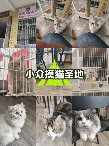 宝藏猫咪圣地，可爱到不像话！