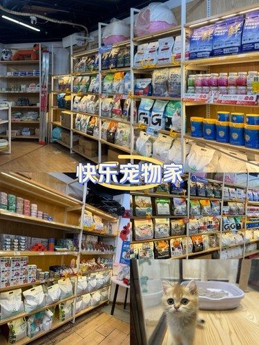 宠物美容小心得