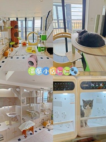发现一家温馨的宠物小店