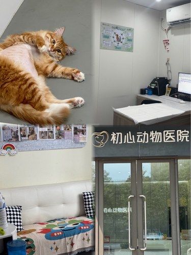 佛山还有哪个铲屎官不知道这家动物医院