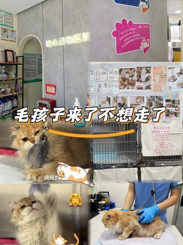 猫咪体检Vlog原来宠物医院可以这么好玩
