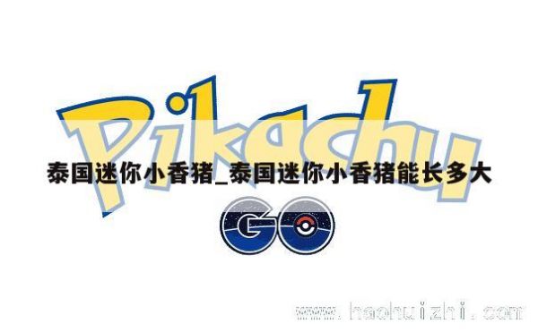 泰国迷你小香猪_泰国迷你小香猪能长多大 第1张