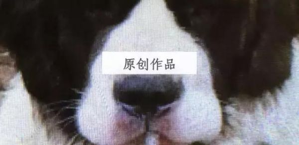 我信错了人，黑心的宠物医生只是一道催命符