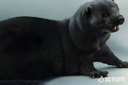 水貂好养吗宠物