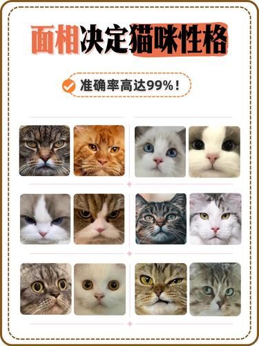 识喵术面相知性格！看看你家猫咪是哪种？