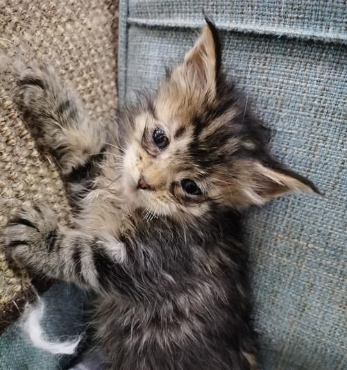 小猫胡须断了，如何保护宠物的生命安全（15个常见宠物危险和应对方法）