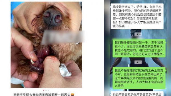 宠物店回应泰迪犬舌头被剪断一截：剪了不到1厘米，赔1千已经算人性化了