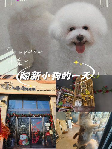 终于不是十分臭的小狗了！