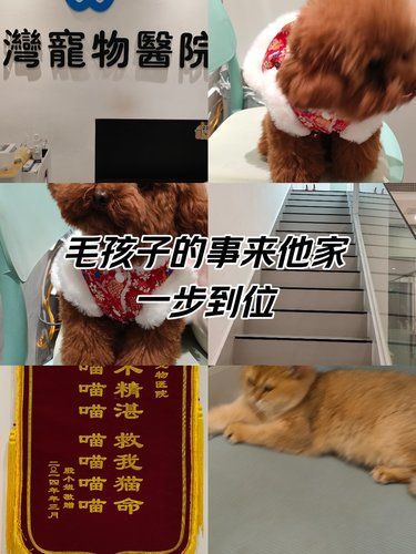 医术超赞 医心更美~毛孩子温暖之家