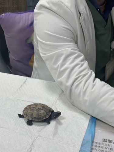 小乌龟也要做手术！