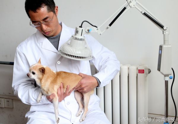 郑州现中医宠物医院，推拿、针灸、艾灸都有 医生：疗效好还省钱