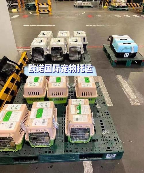 国际托运（国际托运宠物）