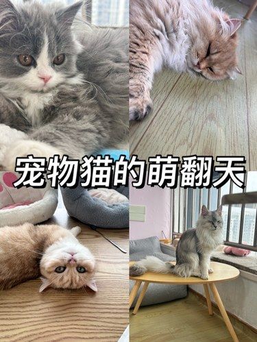 宠物猫的萌翻天