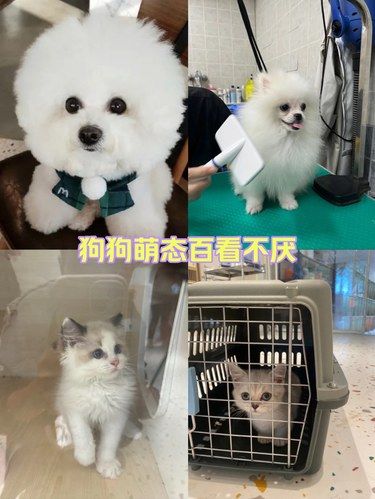 宠物店新成员，超可爱哦[得意]