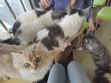 店里猫咪超治愈